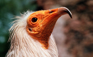 Le percnoptère d'Egype est le plus petit vautour présent en Europe, on le trouve notamment dans les Pyrénées ou les Cévennes.
