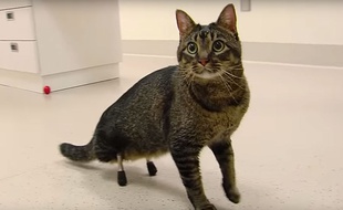 Né sans pattes arrière, Vincent le chat a reçu des implants dernier cri en titane.