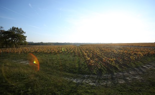 Des vignobles organisent des activités pour agrémenter les classiques visites de leurs caves.