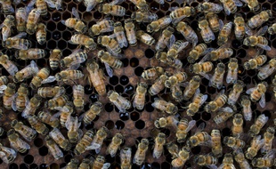 Des abeilles sur un essaim.