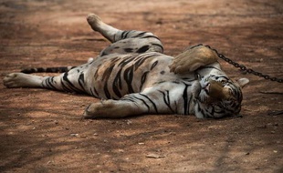 Un tigre de Thaïlande qui appartient aux moines d'un temple très touristique dans la province de Kanchanaburi, à l'ouest du pays, le 24 avril 2015