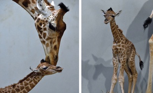 Un girafon mâle d'un mètre soixante-trois est né mercredi au Parc zoologique de Paris.