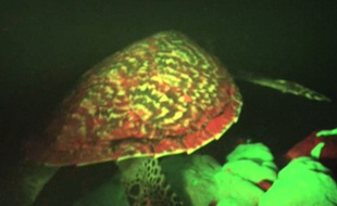 Une tortue rouge et verte fluorescente a été découverte dans le Pacifique.