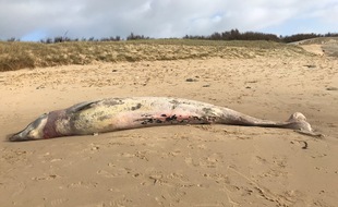 C'est le troisième échouage de ce type de baleine sur l'île de Ré en 70 ans.