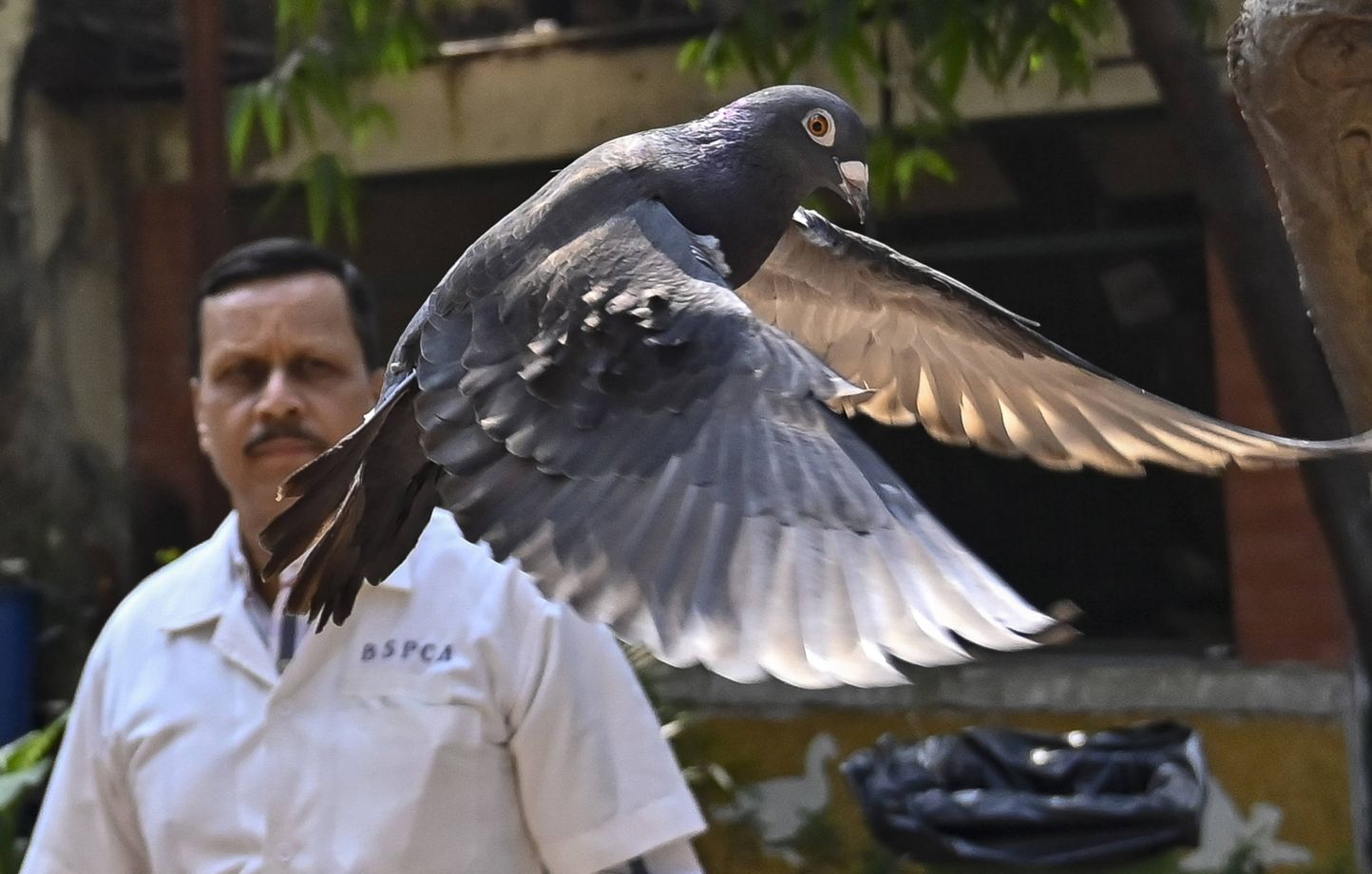 Inde : Un pigeon, espion présumé enfermé pendant huit mois, relâché ...