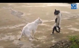 Bataille de chats
