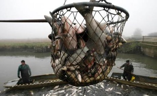 Pêche dans le parc naturel d'Hortobagy, la plus grande réserve de poissons d'Europe centrale, Hongrie, le 20 novembre 2007.