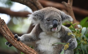 Un koala le 28 avril 2016 dans la localité côtière de Port-Macquarie en Australie