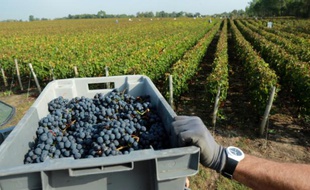 Des vignes à Pessac-Leognan près de Bordeaux, en septembre 2014