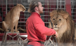 Illustration de lions dans un cirque.