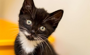 Un chat a été réanimé par les pompiers à Berlin. SIPA PRESS