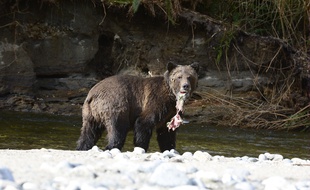 Un grizzli (illustration).