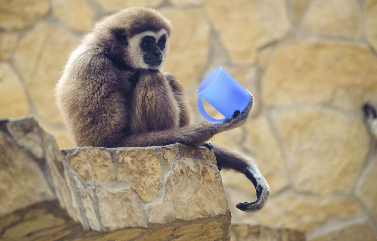 Sarthe : Naissance exceptionnelle d'un bébé gibbon à mains blanches dans un zoo