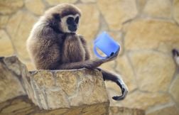 Naissance exceptionnelle d’un bébé gibbon à mains blanches dans la Sarthe