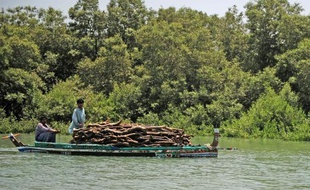 Des pêcheurs pakistanais naviguent le 29 avril 2014 sur l'Indus, rivière qui serpente au milieu de la mangrove