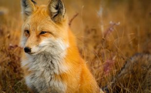 Les renards se multiplient dans la capitale anglaise.