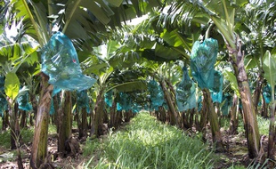 Une plantation de bananes en Guadeloupe.