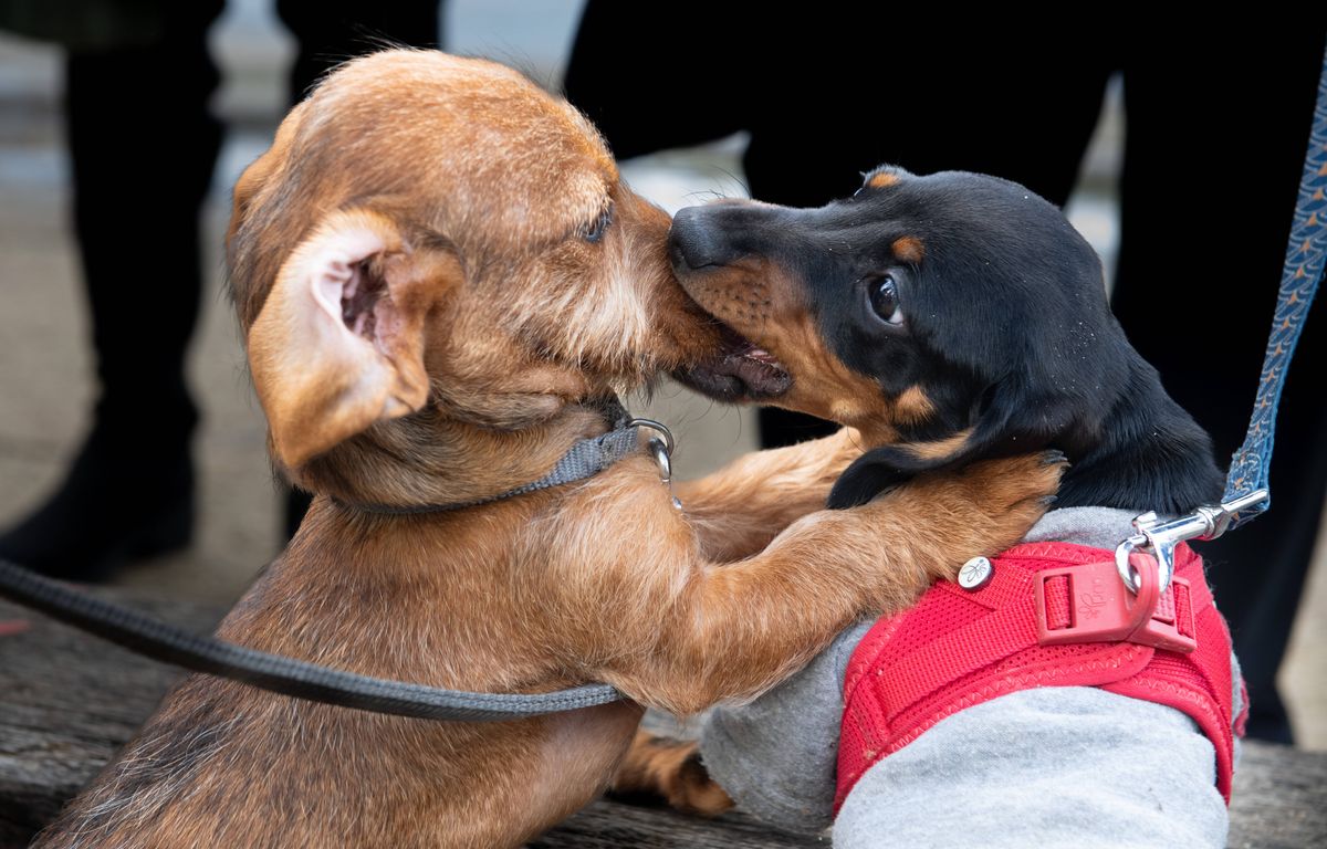 Dans la rue, sur nos vêtements et dans notre déco... Pourquoi le teckel est partout ?