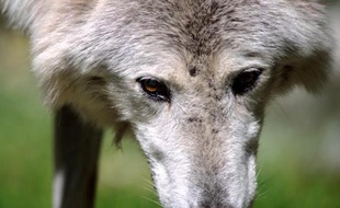Les éleveurs de Lozère élèvent la voix depuis plusieurs semaines contre la présence du loup.