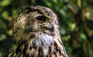 Le hibou grand duc est une espèce protégée.