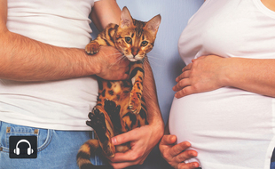 Le chat est l'hôte définitif du parasite de la toxoplasmose.