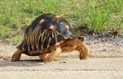 La tortue étoilée : l’une des tortues plus menacées au monde