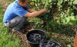 Une jeune personne participe à la cueillette des raisins.