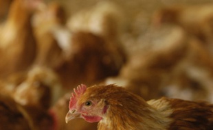 Grippe aviaire : Un premier cas détecté en France (Illustration).