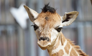 Le girafon est né le 28 septembre à 16h34 au zoo d'Amnéville.
