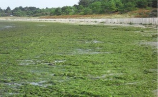 Depuis le début de l'année, 1 100 tonnes d'algues vertes ont été ramassées à Pont-Mahé.
