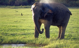 Un éléphant d'Asie. Image d'illustration.