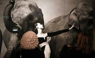 Photographie de Richard Avedon, «Dovima with elephants», adjugée plus de 840.000 euros à Paris.