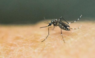 Un moustique Aedes Aegypti photographié le 25 janvier 2016, à Cali, en Colombie