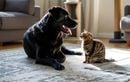 Cohabitation chien-chat : 5 conseils pour organiser leur vie commune sans stress chez vous