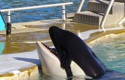 Une ONG dénonce la stimulation sexuelle d’une orque à Marineland