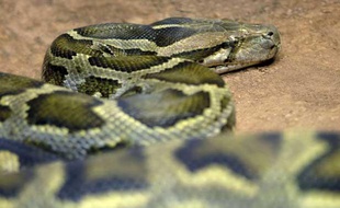 Le python capturé est long de 5,2 mètres (illustration).