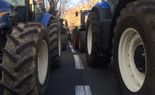 Manifestation des agriculteurs, le 31 janvier à Toulouse. (Illustration)