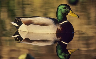 Illustration d'un canard.