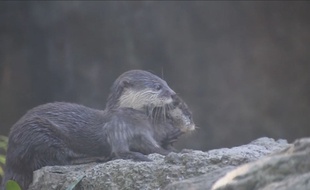 Intan, est la loutre badass du zoo de Taronga en Australie