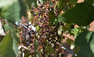 Les raisins ont complètement grillé dans certaines vignes.