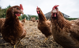 Dans un élevage de poules. Illustration.