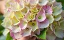 Les pépiniéristes révèlent leur technique pour obtenir 10 hortensias à partir d’un seul buisson