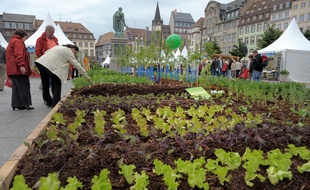 Strasbourg a été élu capitale française de la biodiversité 2014. (Illustration)