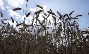 Champs de blé dans le Nord-Pas-de-Calais.