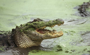Un alligator. Illustration.