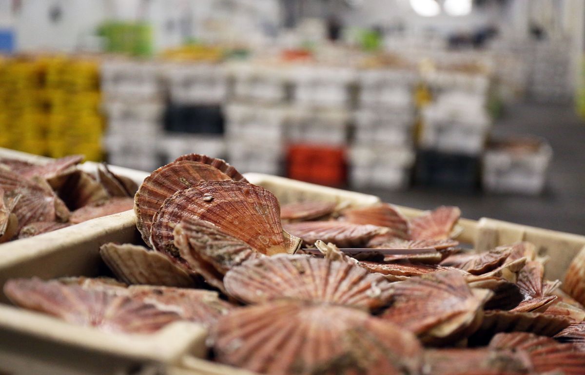 Les pêcheurs de coquilles Saint-Jacques reprennent la mer, mais ce n'est pas open bar