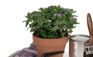 Petit matériel de jardinage.