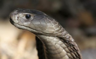 Le cobra cracheur Naja Ashei a suffisamment de venin pour tuer 20 personnes d'une seule morsure
