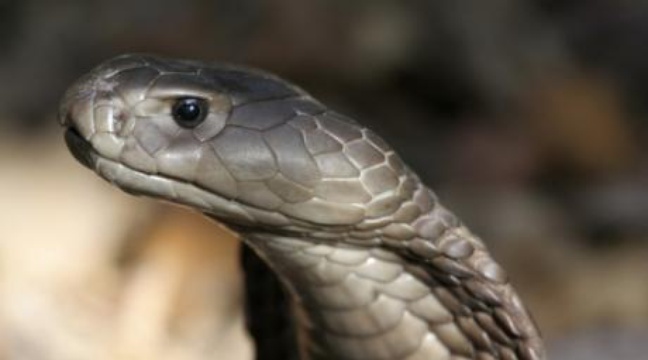 Ce cobra peut tuer 20 personnes d�une seule morsure