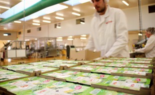 Illustration d'un homme travaillant au sein d'une usine d'agroalimentaire, ici près de Rennes.